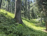 Tall trees with thick trunks are surrounded by lush, green undergrowth in a dense forest. Sunlight filters through the canopy, creating dappled patterns of light on the vibrant foliage. The environment is serene and natural, with no discernible paths or clearings.
