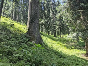 Tall trees with thick trunks are surrounded by lush, green undergrowth in a dense forest. Sunlight filters through the canopy, creating dappled patterns of light on the vibrant foliage. The environment is serene and natural, with no discernible paths or clearings.