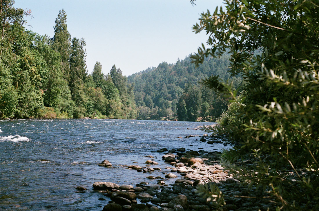 The McKenzie River running through evergreen forest
