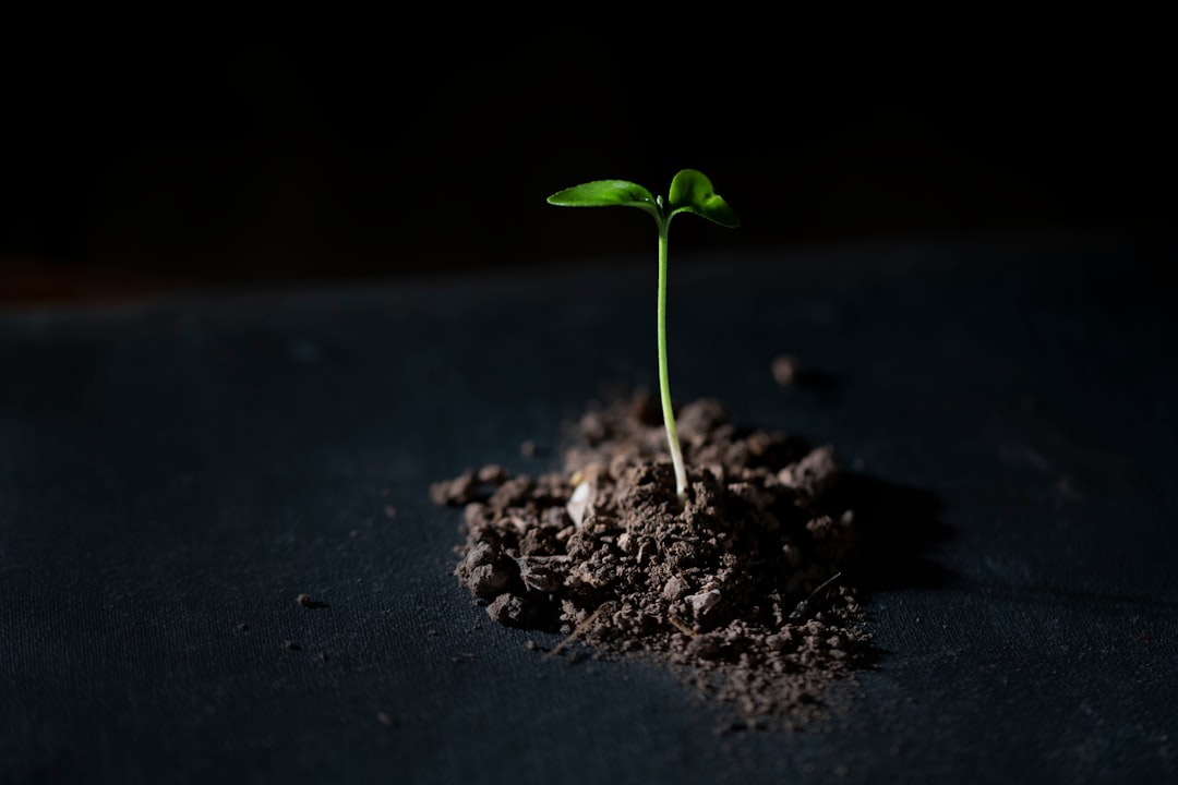 green plant on black soil