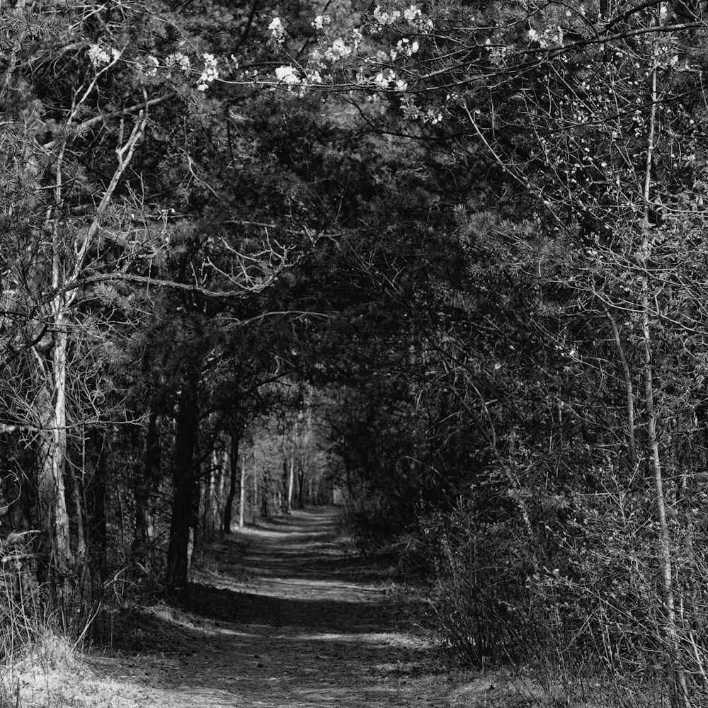 grayscale photo of trees and plants