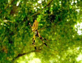A large, colorful spider is centrally positioned on a web with a blurred green foliage background. The spider has distinctive long legs with black and yellow patterns and a prominent yellow body.