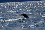 Close-up of a whale’s tail fluke rising above the water, droplets sparkling in the sunlight