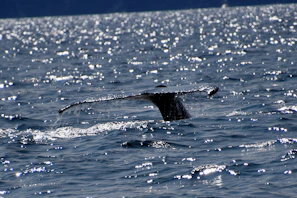 Close-up of a whale’s tail fluke rising above the water, droplets sparkling in the sunlight