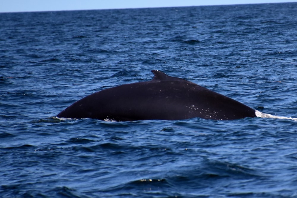 black whale on blue sea during daytime