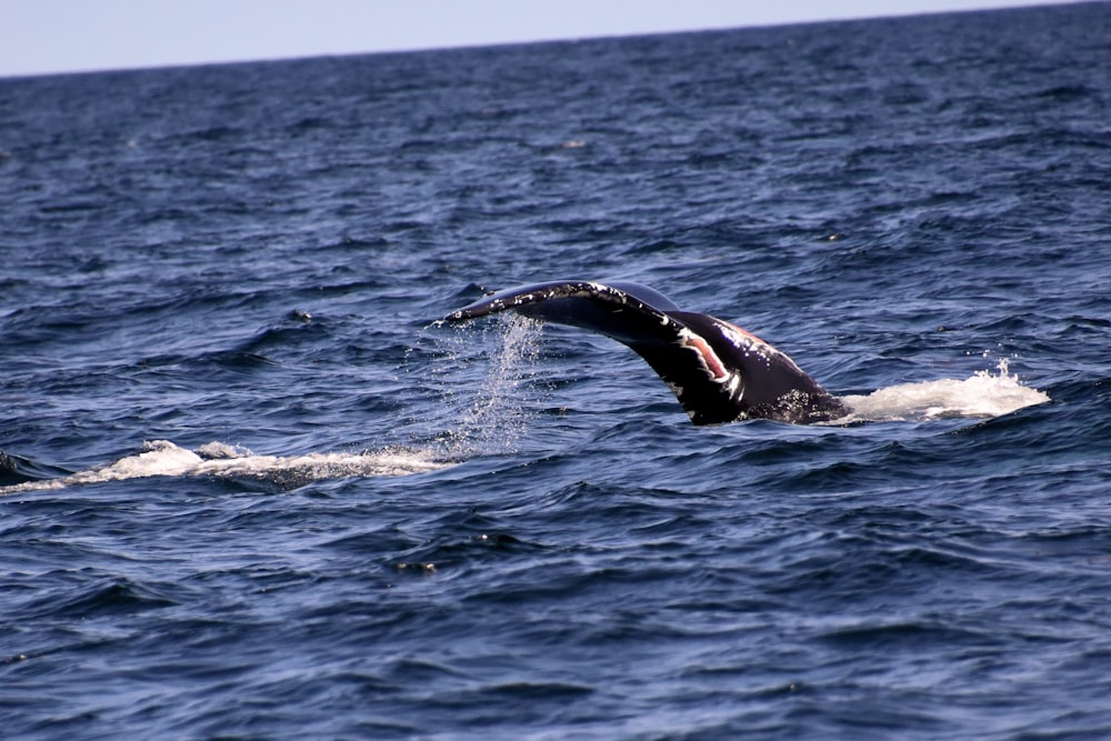 Schwarz-Weiß-Wal springt tagsüber über das Meer