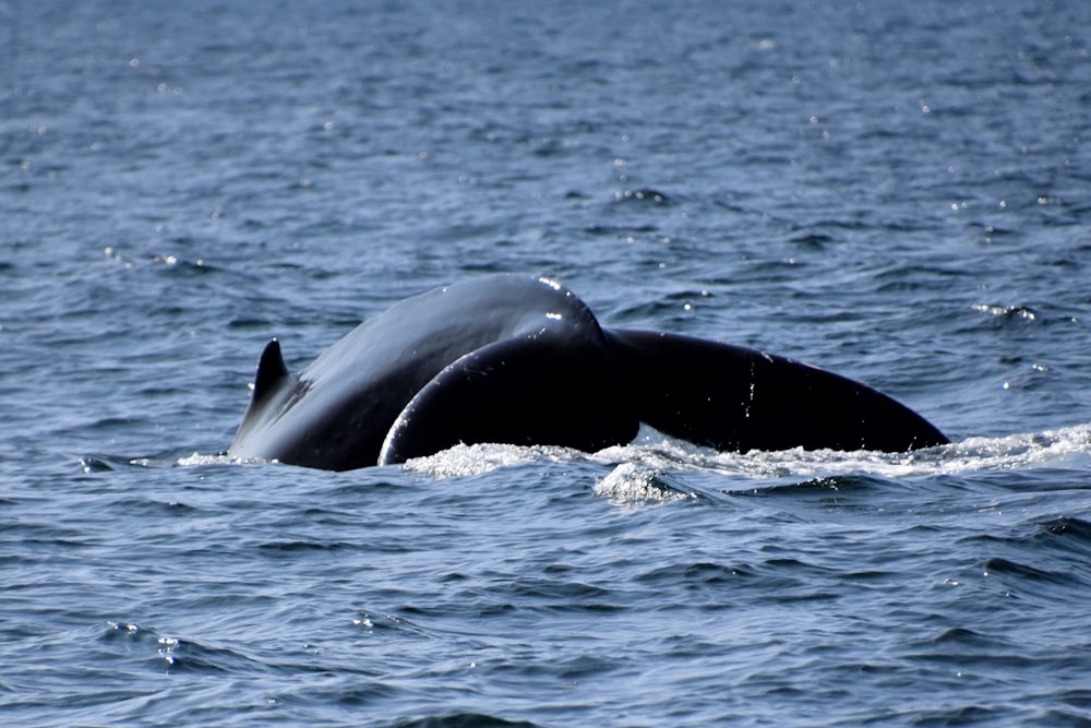 black whale in the middle of the sea