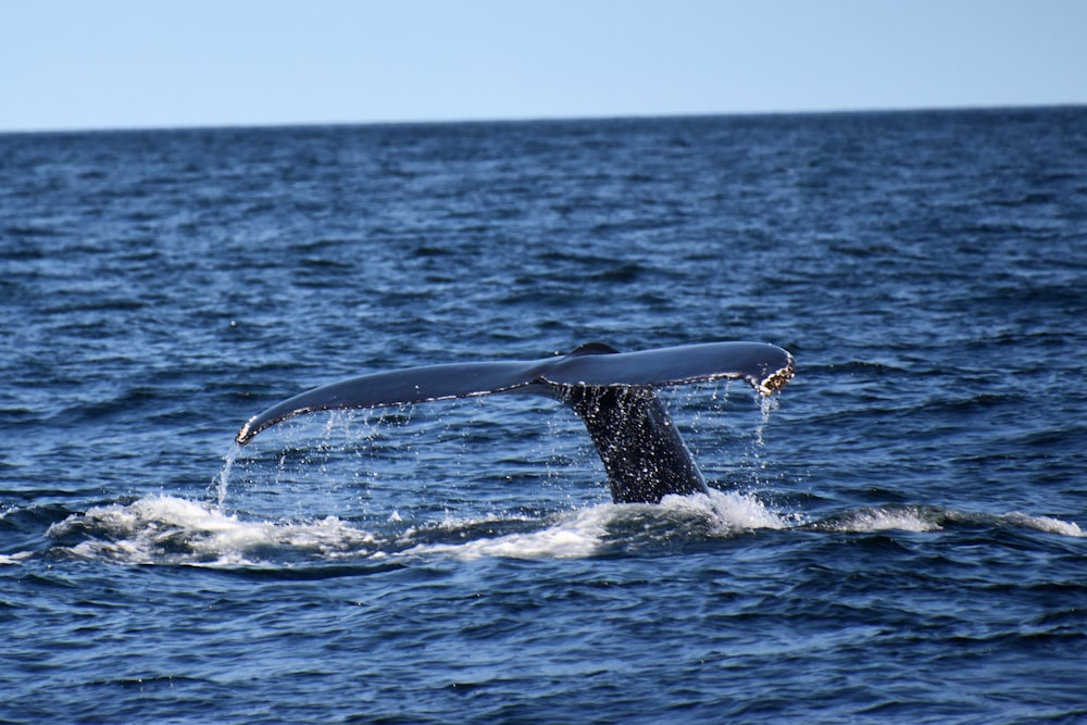 whale tail over the sea during daytime