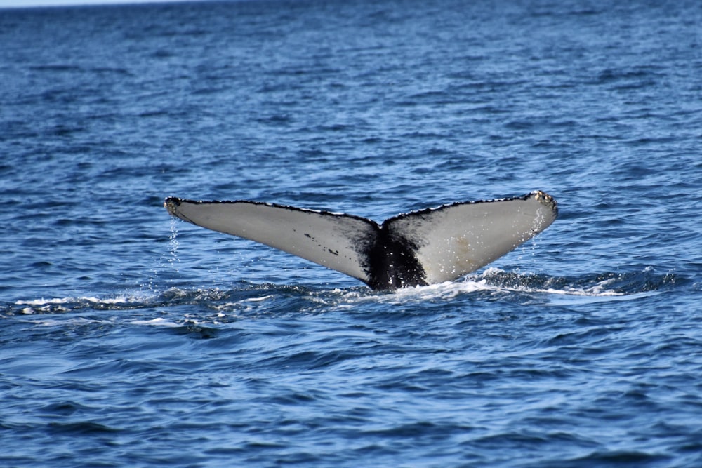 black and white whale on blue water during daytime