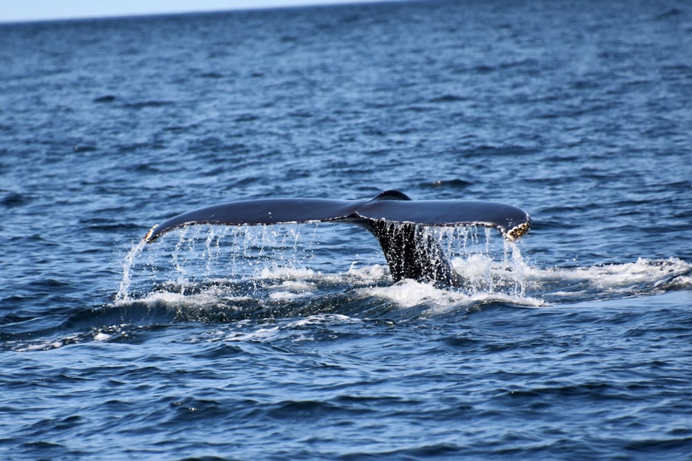 whale tail in the middle of the sea