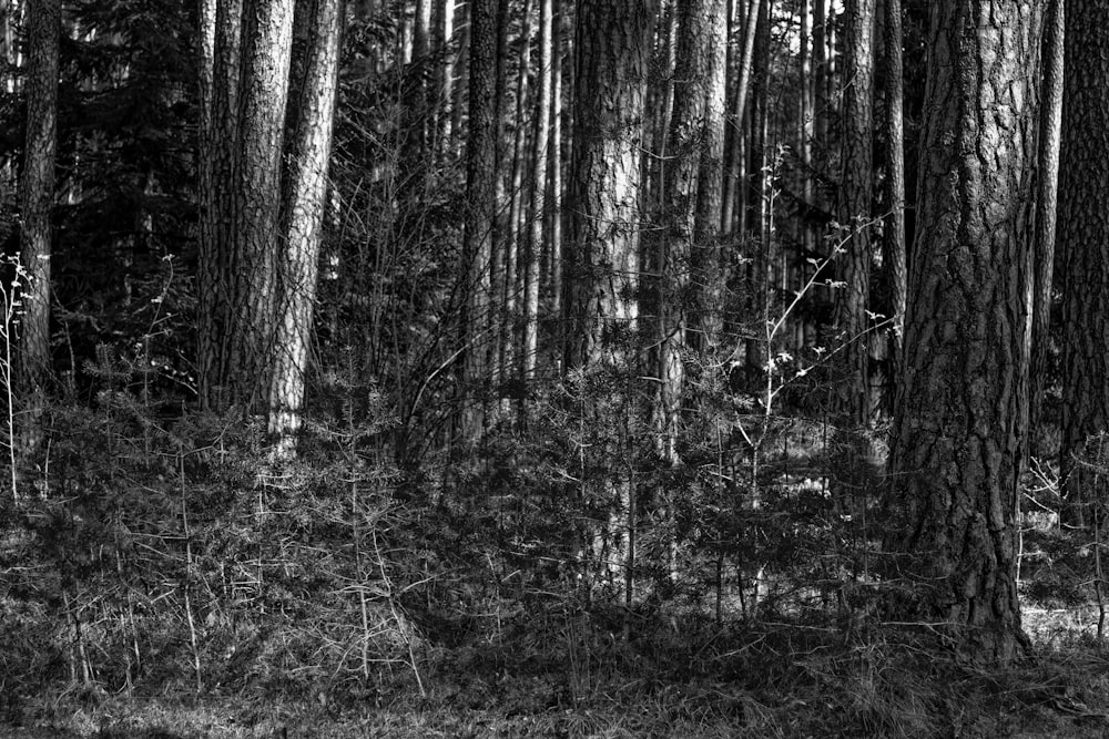 grayscale photo of trees in forest