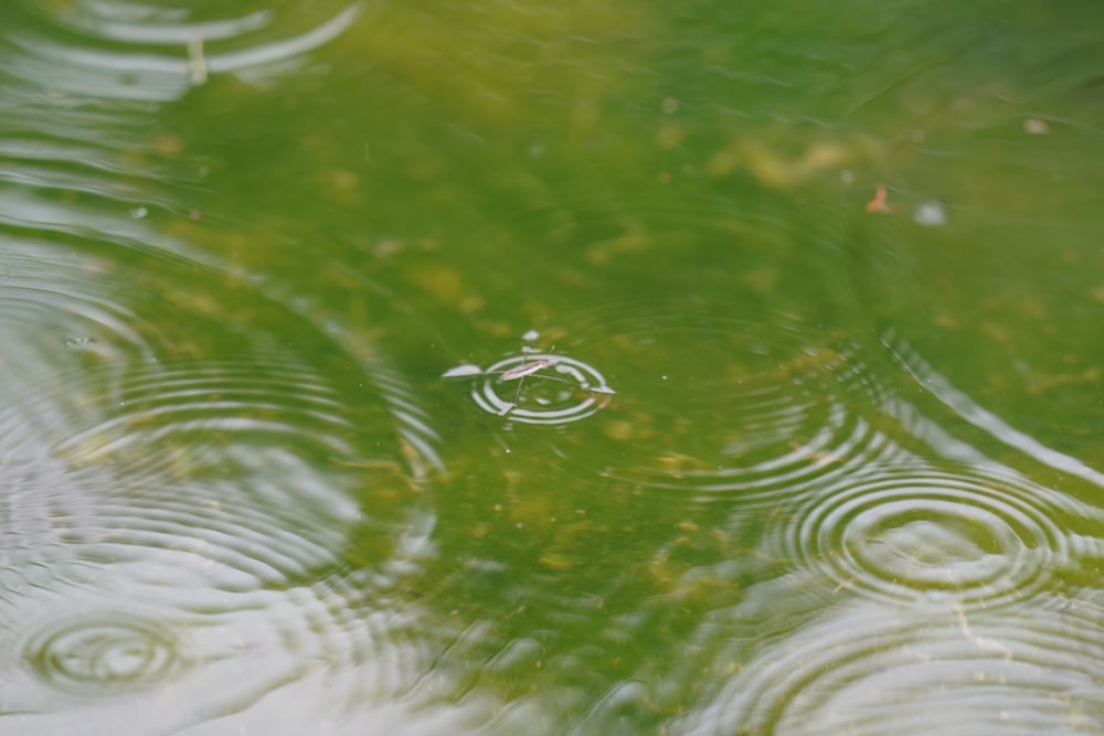 water drop on green water