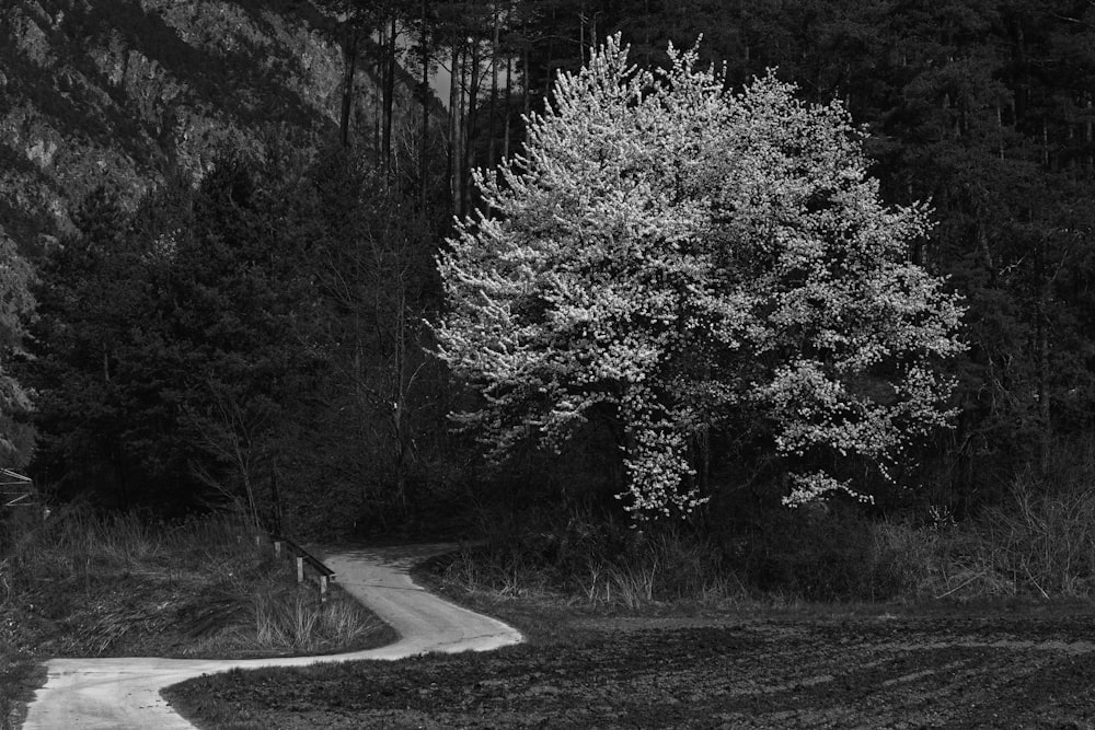 grayscale photo of trees and road