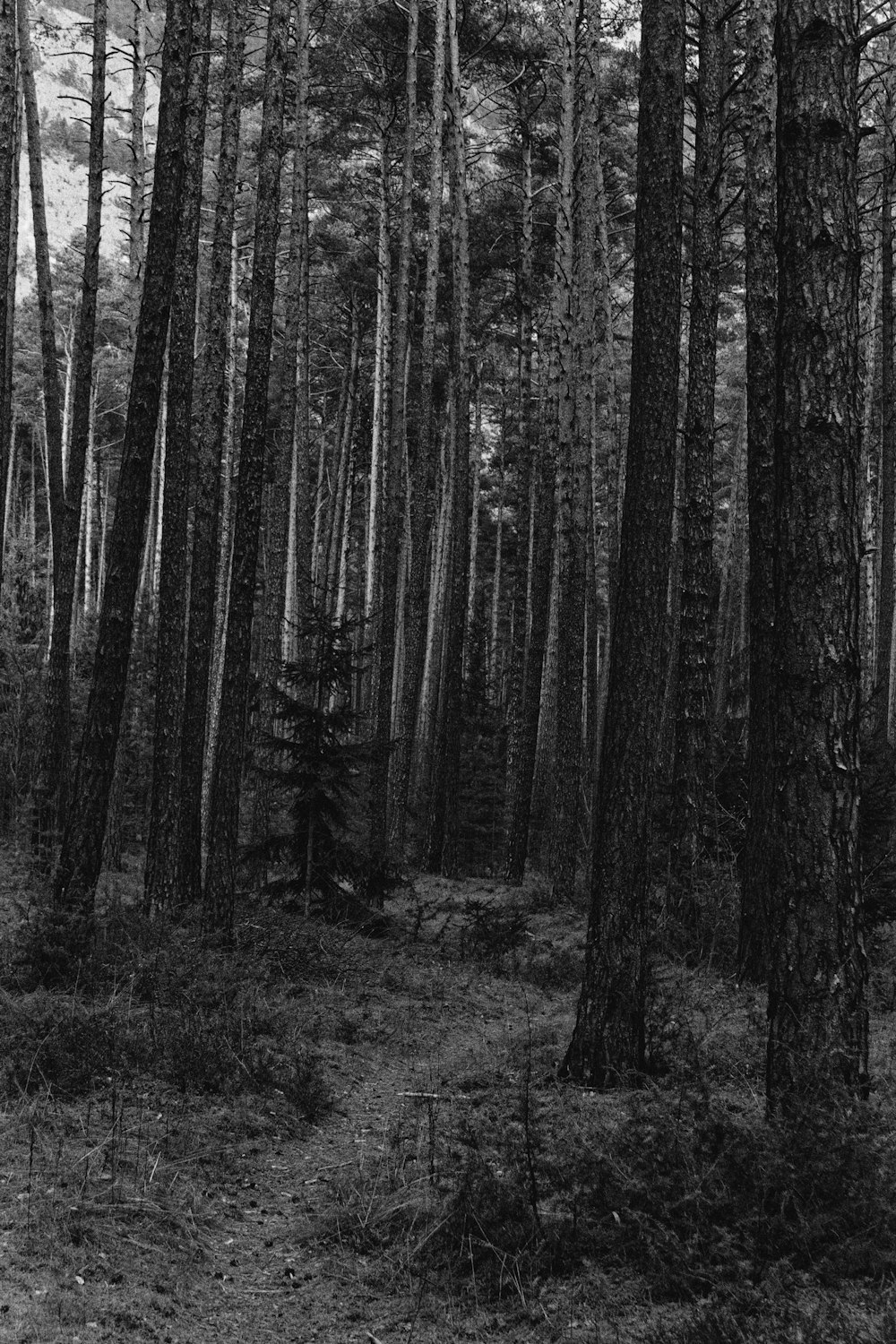 grayscale photo of trees on grass field