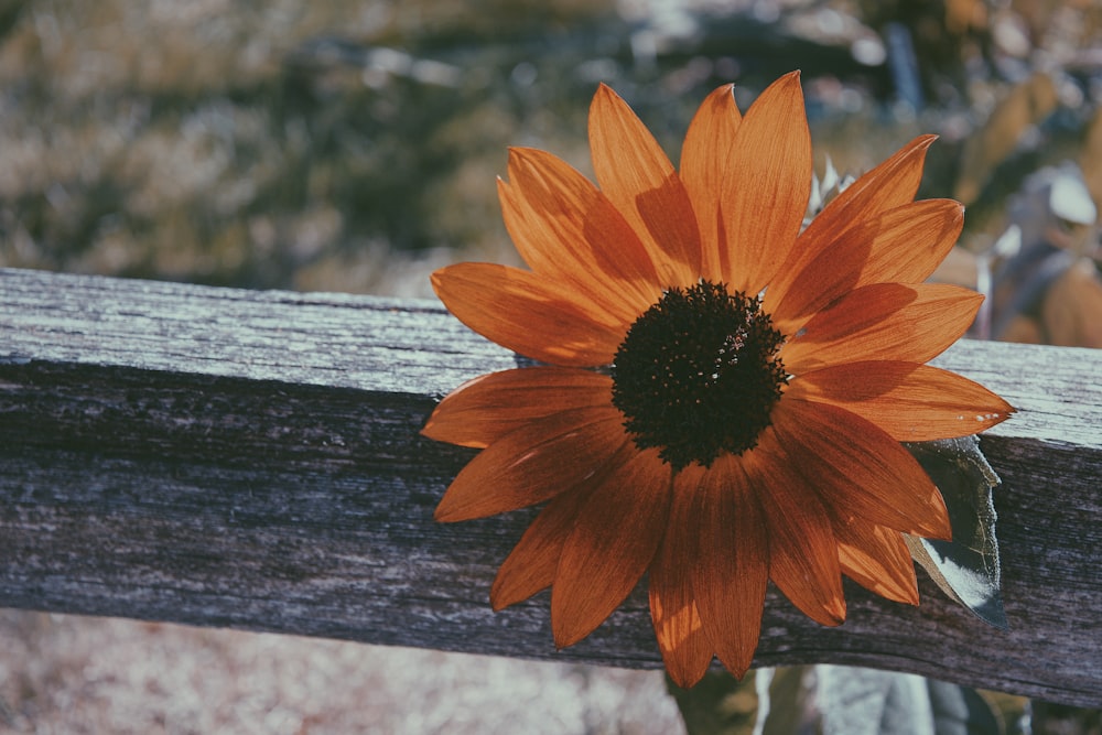 orange flower on brown wooden plank