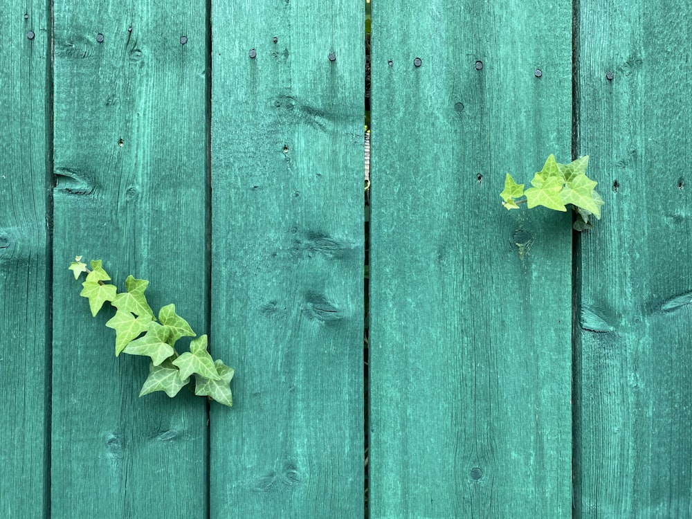 yellow maple leaf on blue wooden fence