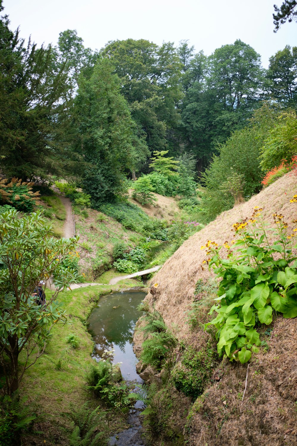 river in the middle of green trees