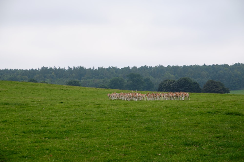 green grass field with green trees under white sky during daytime