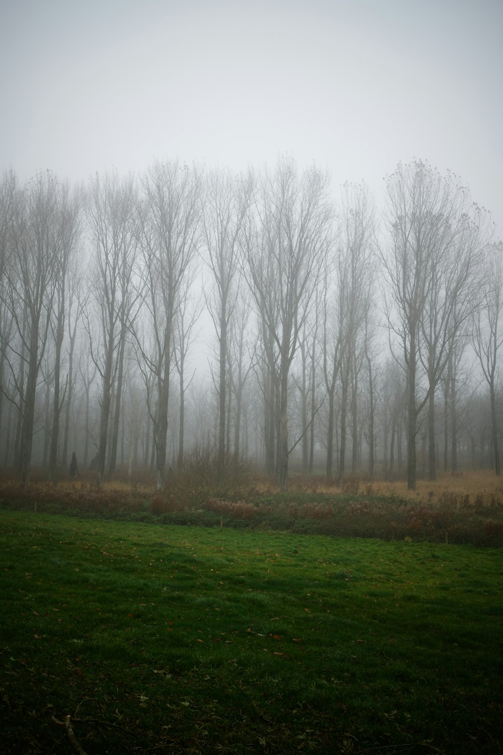 bare trees on green grass field during daytime