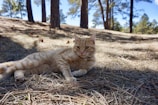 A ginger tabby cat is lying on a bed of dry pine needles in a forest. The cat appears to be relaxed and is looking towards the camera. Sunlight filters through the trees, casting shadows on the ground. Pine cones are scattered around the area, and the background is filled with tall pine trees under a clear blue sky.