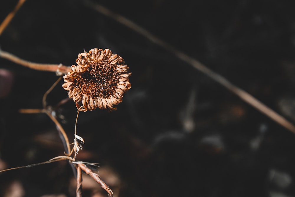 flor marrom na lente tilt shift