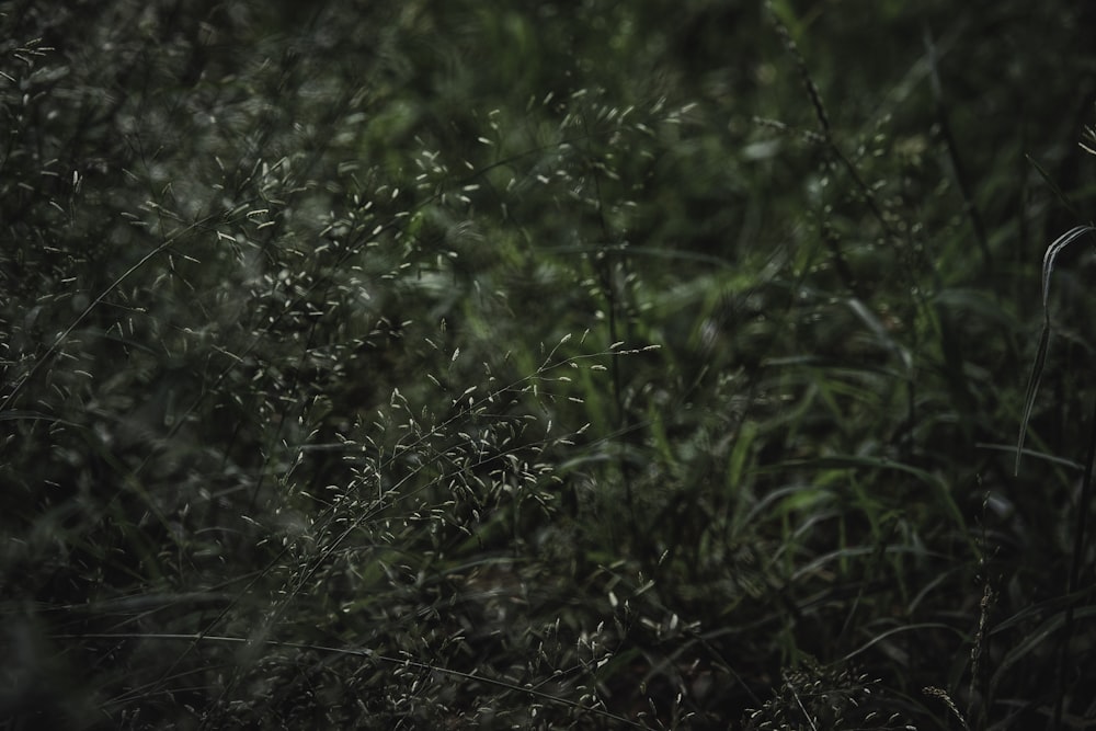 green grass field during daytime