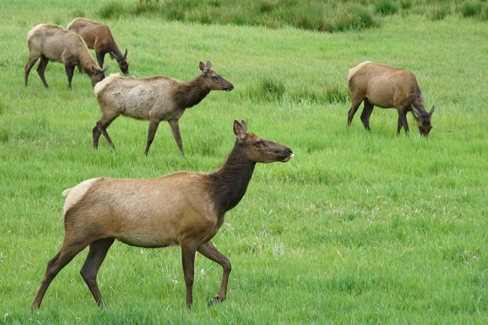 brown deer on green grass field during daytime