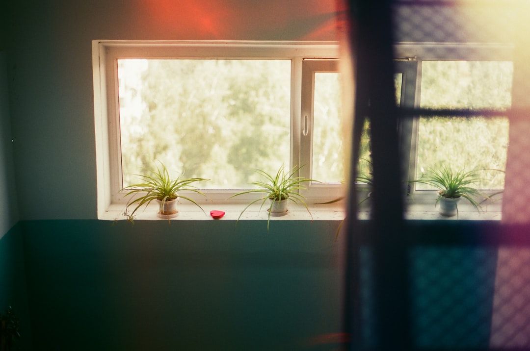 green potted plant near window