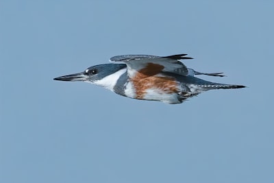 white and brown bird on blue birds eye
