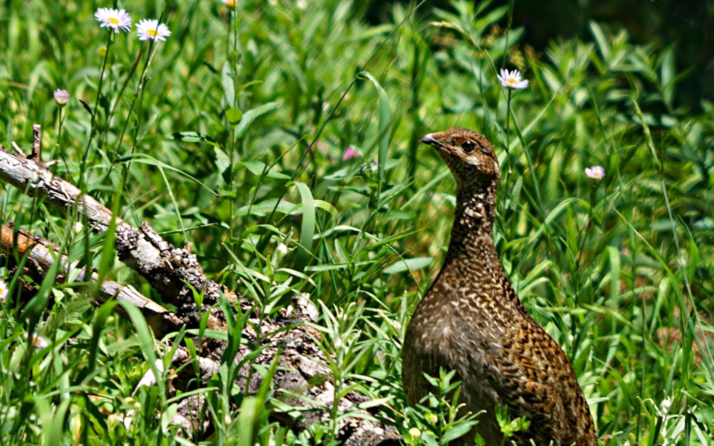 oiseau brun et blanc sur l’herbe verte pendant la journée