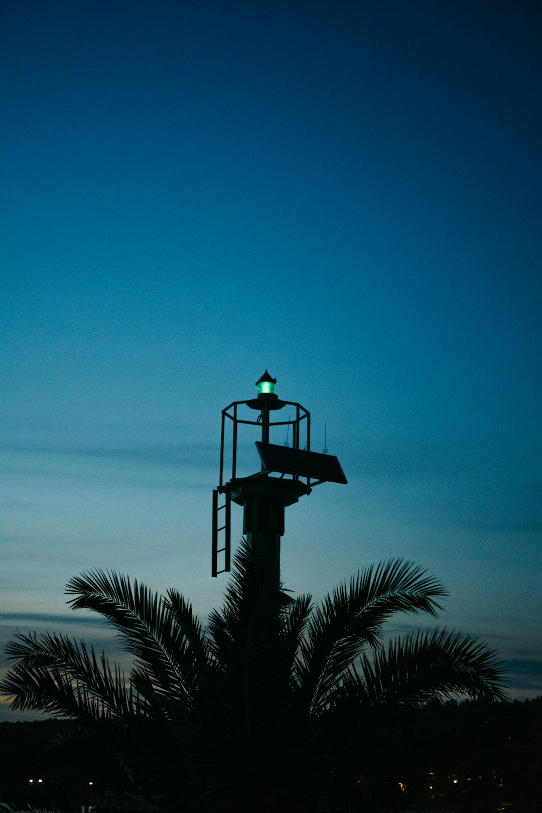 silhouette of palm tree during daytime