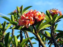 red flower on green stem
