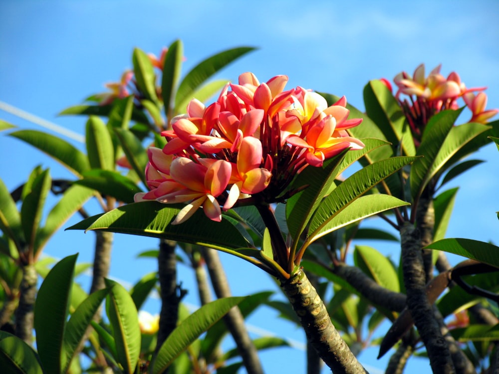 red flower on green stem