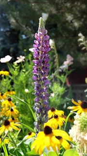A tall, vibrant purple lupine flower stands prominently in the center, surrounded by a garden of yellow black-eyed Susan flowers. The background features lush green foliage and a soft, blurred effect with hints of other blooming plants.