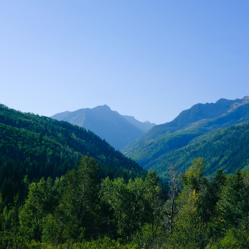 green trees on mountain under blue sky during daytime