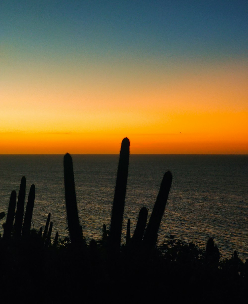 silhouette of cactus during sunset