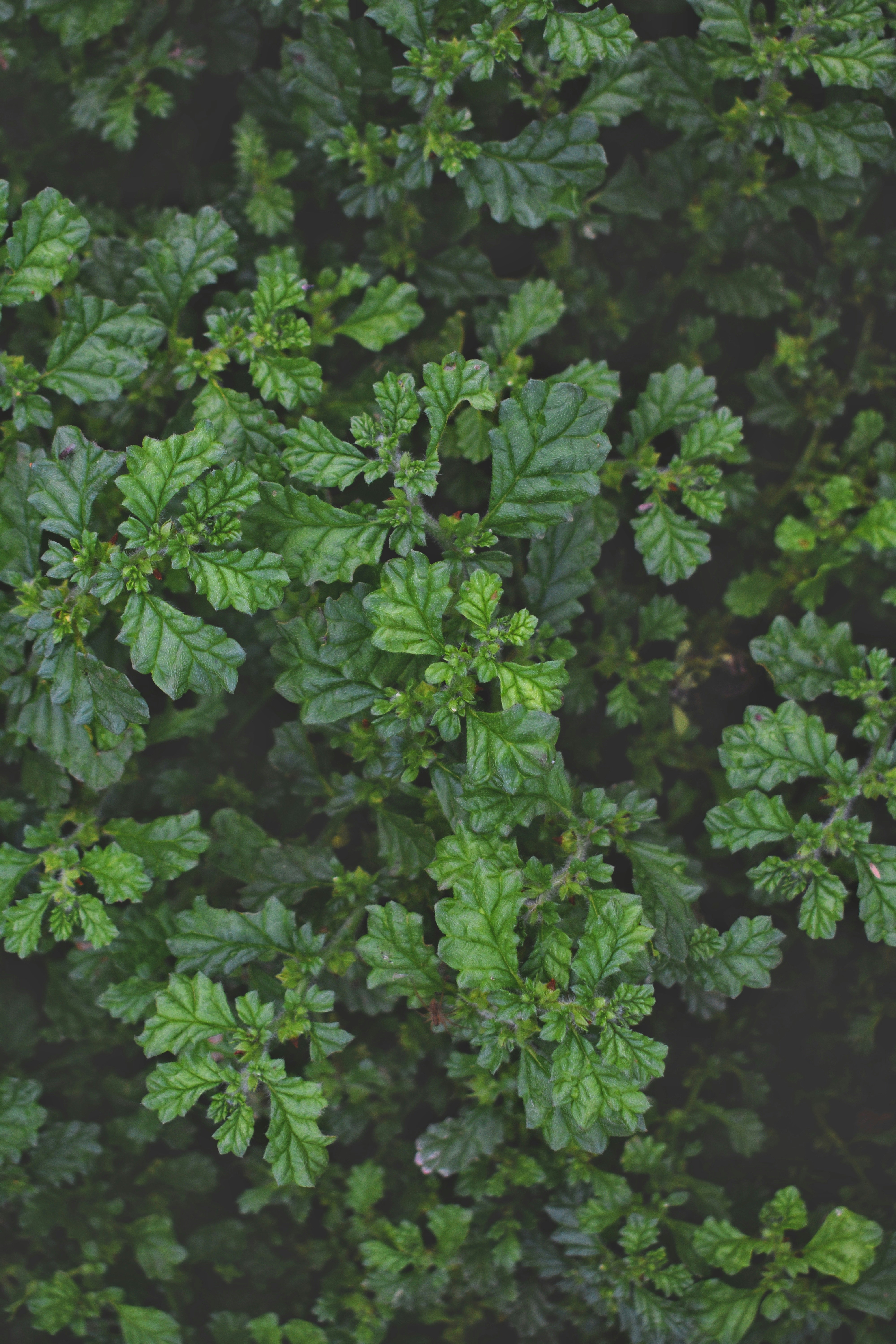 Photo by atomsmasher