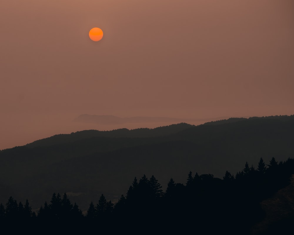 silhouette of trees during sunset