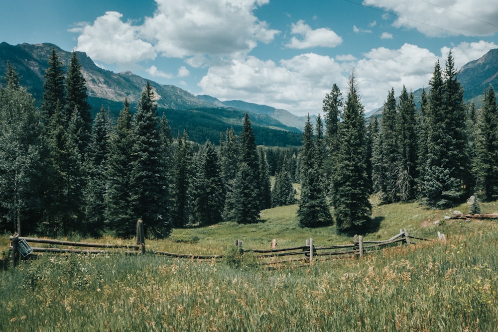 green pine trees on green grass field near mountain under blue sky and white clouds during