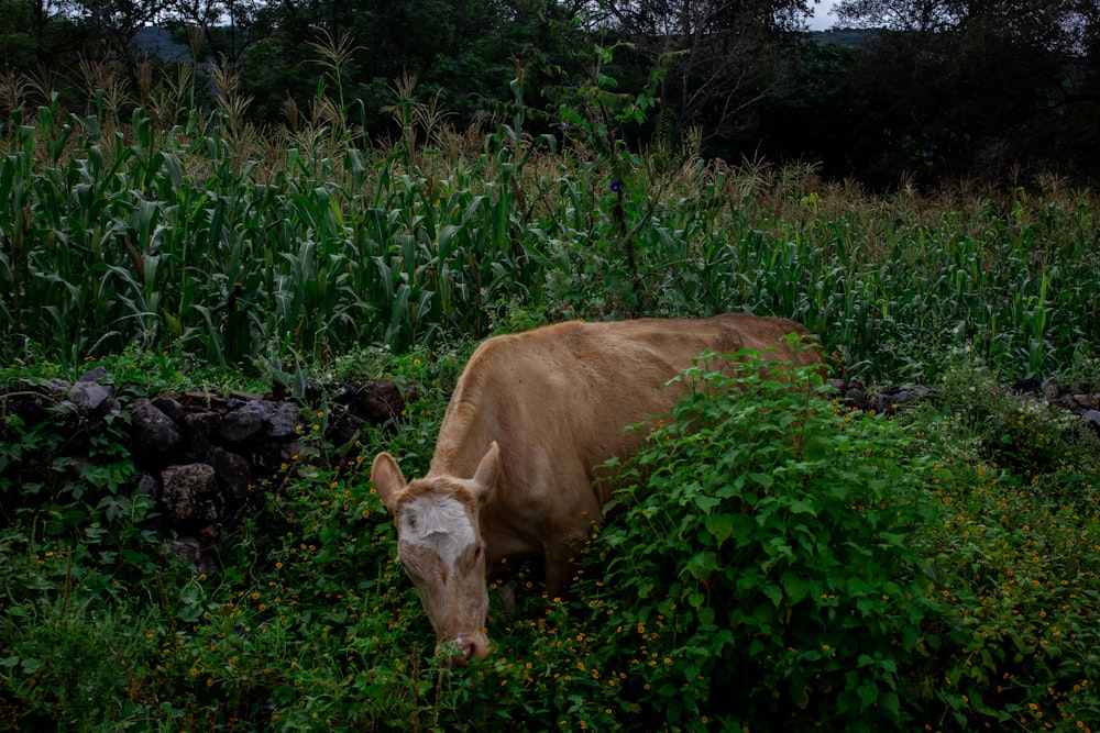 mucca marrone su erba verde durante il giorno