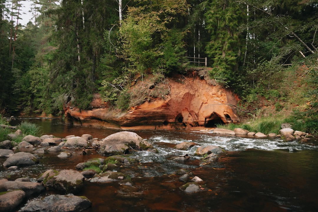 brown rocky river with green trees on side