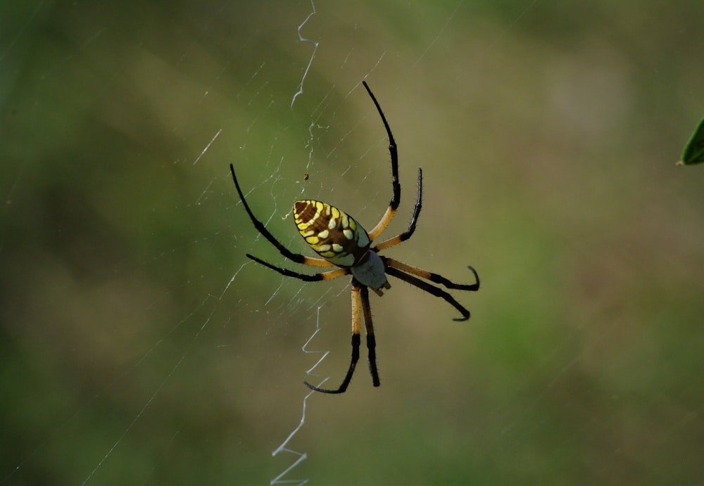 black and yellow spider on web in close up photography during daytime