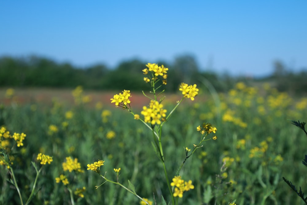 yellow flower field during daytime