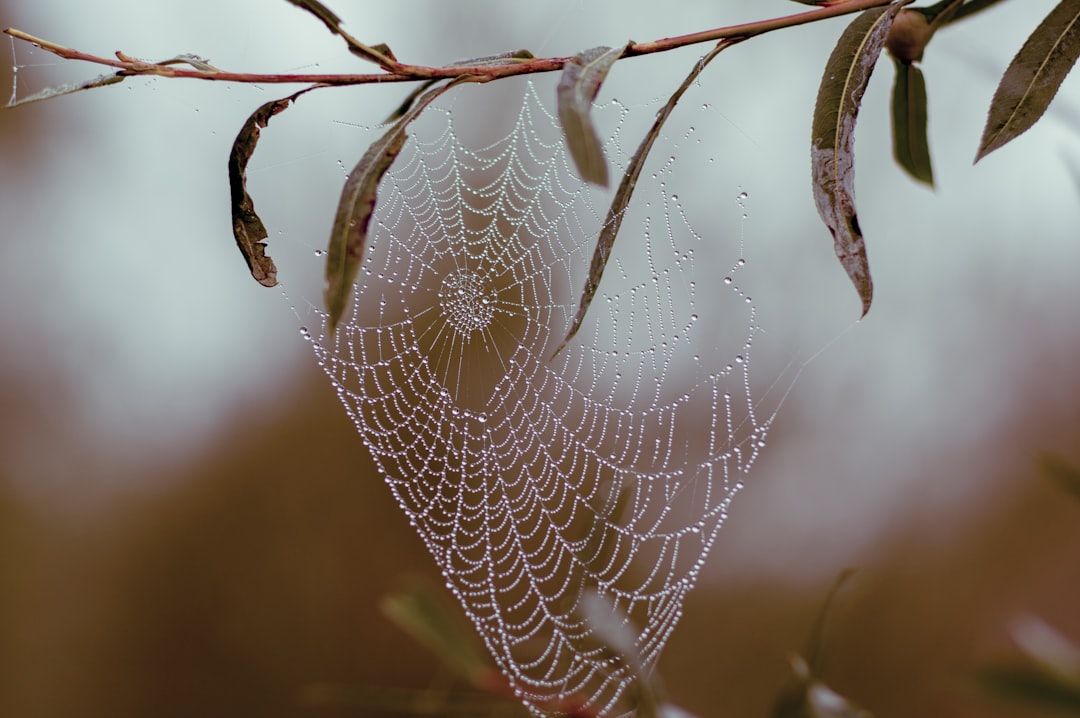 spider web with water droplets