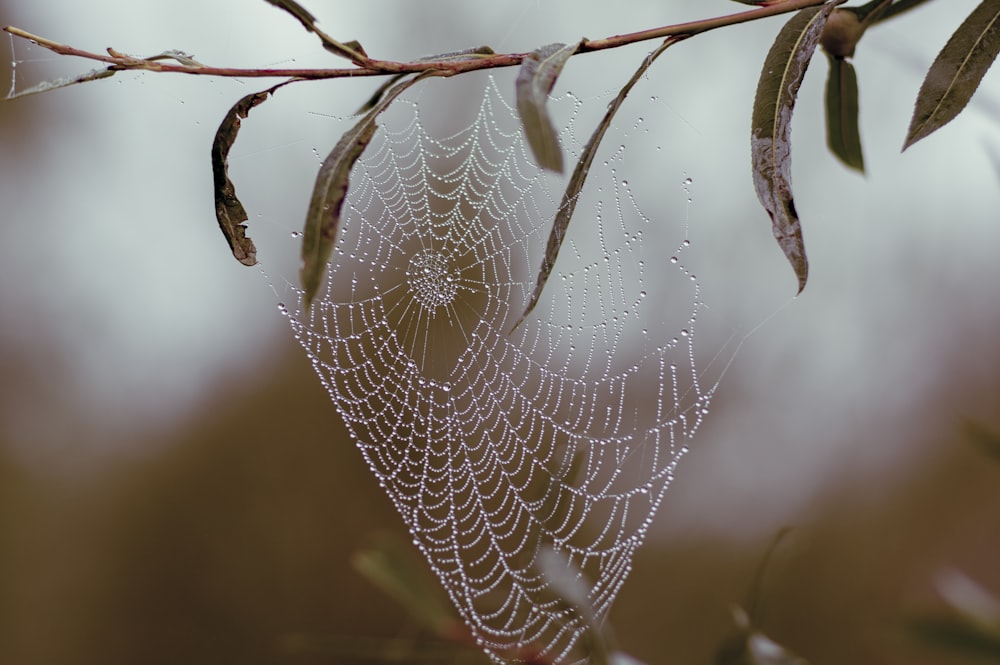 spider web with water droplets