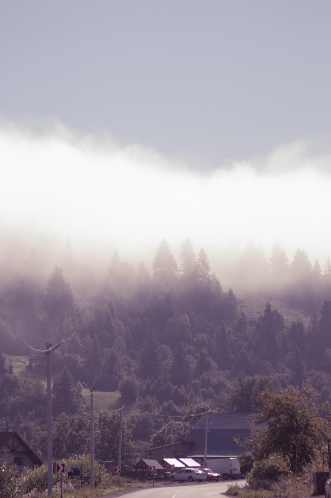 green trees on mountain during foggy day