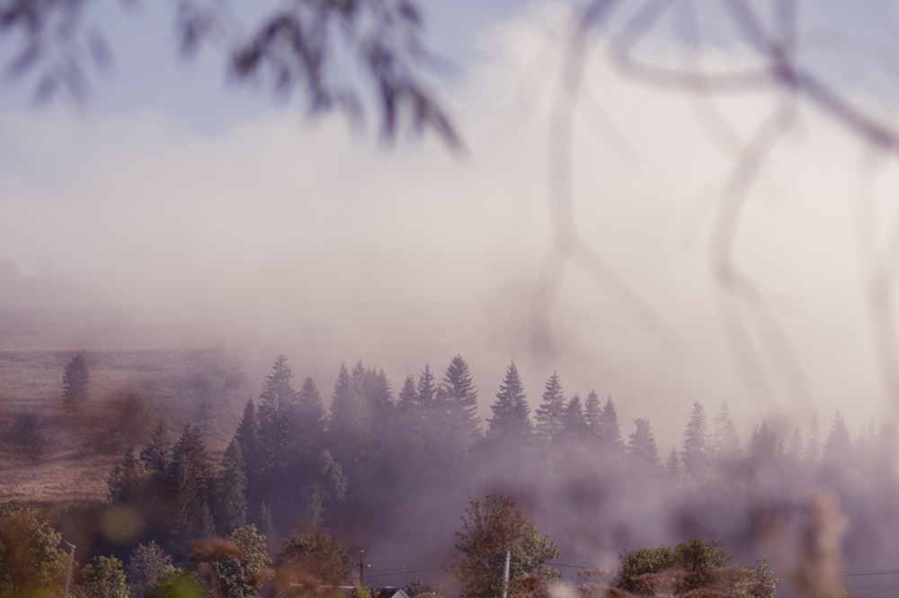 green trees on foggy weather