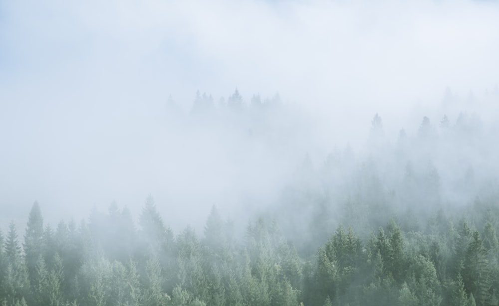 alberi verdi coperti dalla nebbia