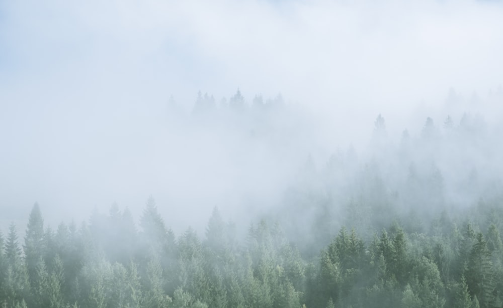 Grüne Bäume mit Nebel bedeckt