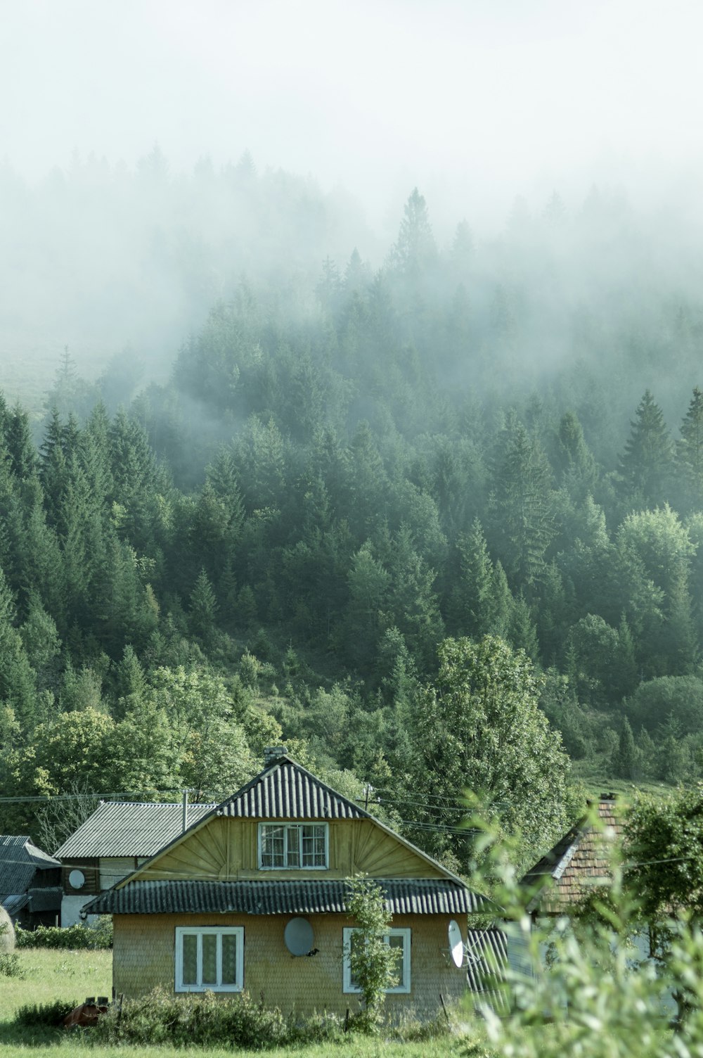 brown wooden house on green forest during daytime